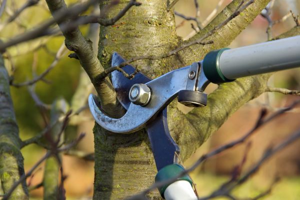Tree Limb Trimming Service in Ankeny