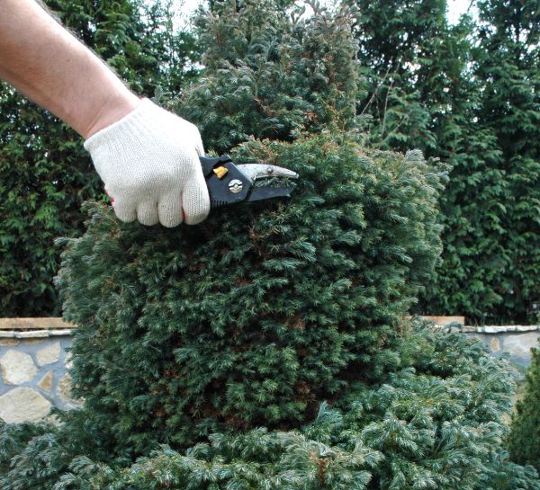 Ornamental Tree Trimming in Ankeny