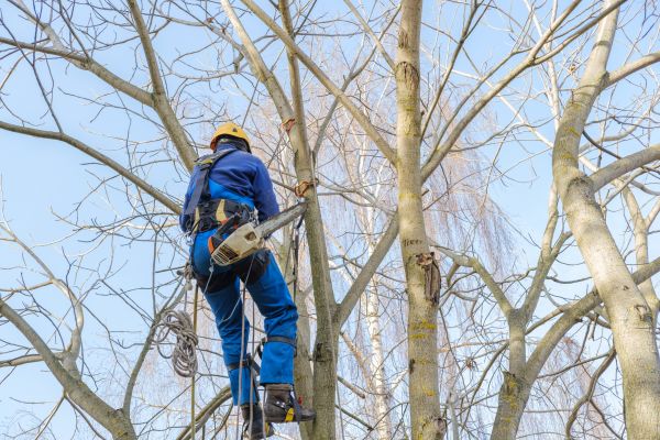 Large Tree Trimming in Ankeny
