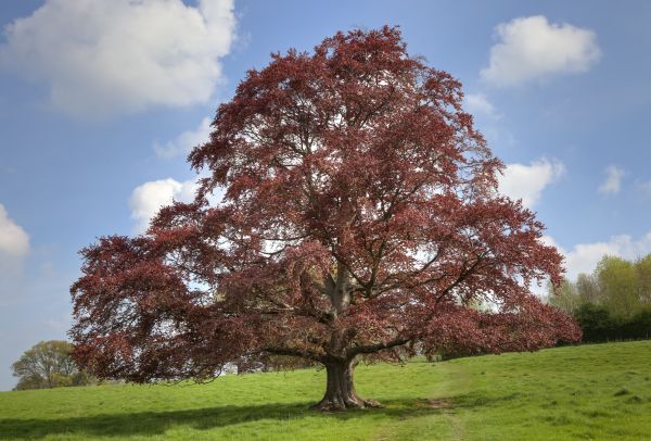 Beech Tree Pruning in Ankeny