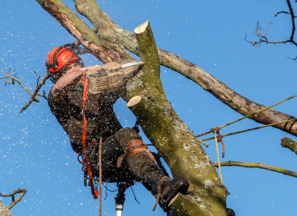 Tree Trimming Service in Ankeny
