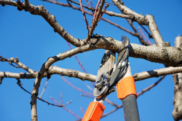 Tree Pruning in Ankeny
