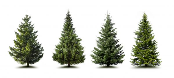 Cost of Pine Tree Trimming in Ankeny