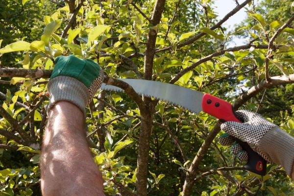 Apple Tree Trimming in Ankeny
